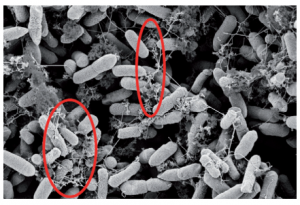 Picture of the effect of proanthocyanidins of SunCran Naturelle on E.Coli bacteria