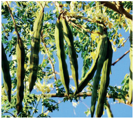 The drum stick tree - the source of Moringa Extract S powder